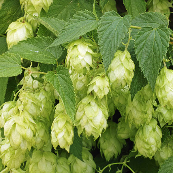 Chinook Hop - Quart Container 3 Pack