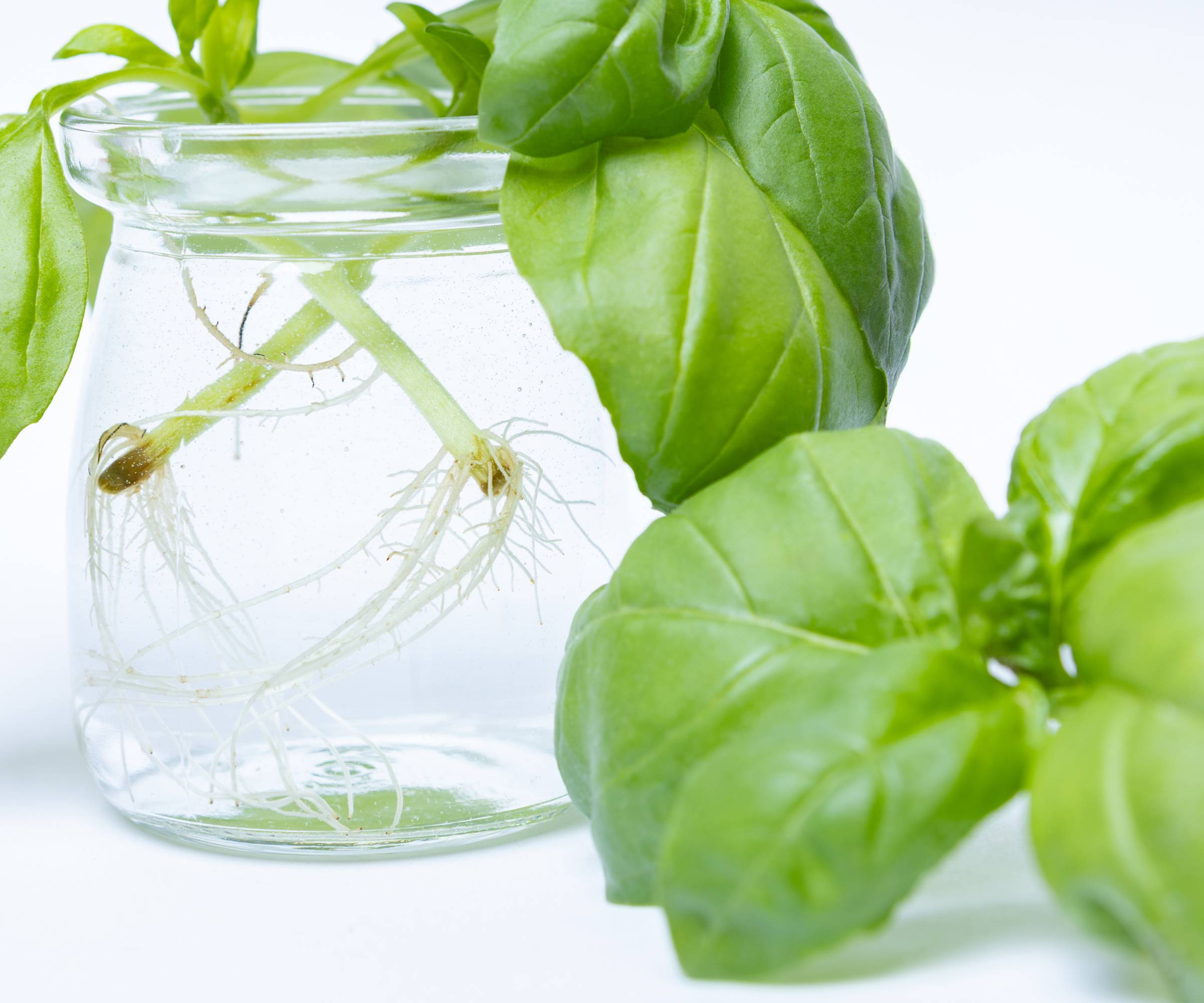 Basil cuttings growing roots in a glass jar of water