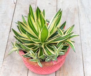 agave with pups in a pot