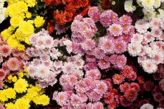 Beautiful and vibrant chrysanthemum flowers