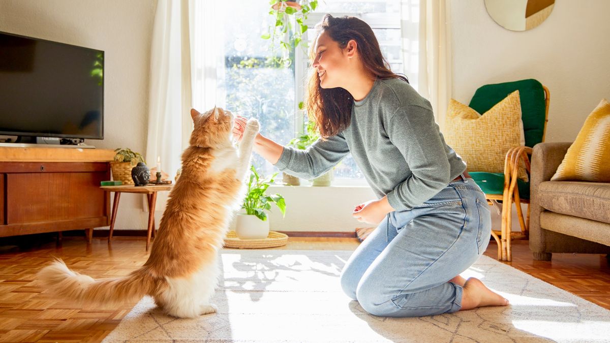 Trainer shares the basics of cat training — and it's easier than you ...