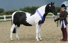 North-of-Eng.-Pony-Show-12.07.153038.jpg