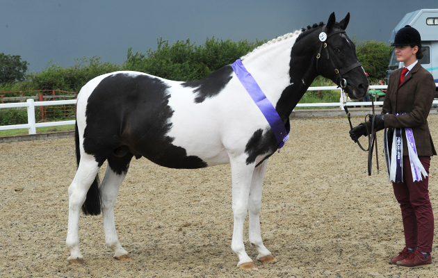 North-of-Eng.-Pony-Show-12.07.153038.jpg