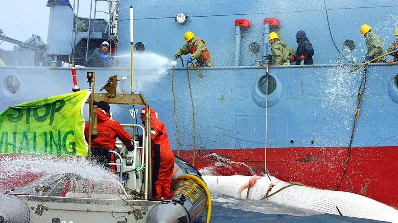 Greenpeace and Japanese whaling ship