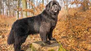 Newfoundland dog standing proudly on tree stump