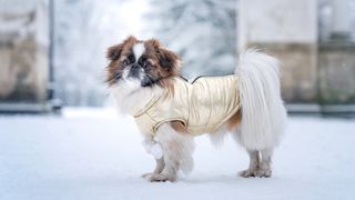 Pekingese in gold coat