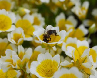 Poached egg plant flowers with a bee
