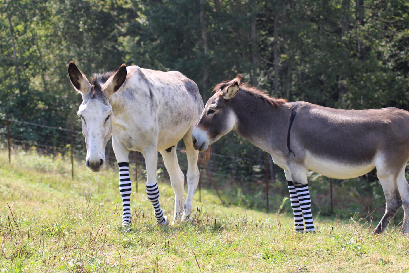 Donkeys2
