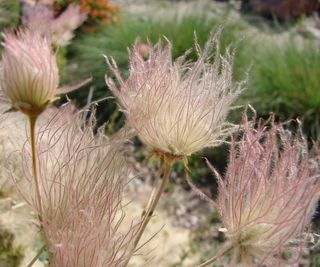 apache plume plant showing fluffy flowerheads