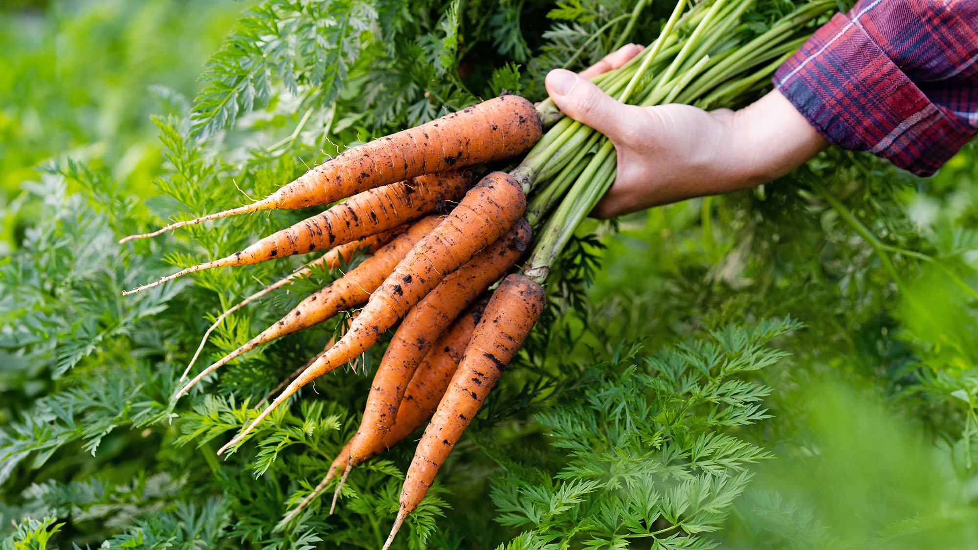 Hand holding freshly harvested carrots with green tops in a garden