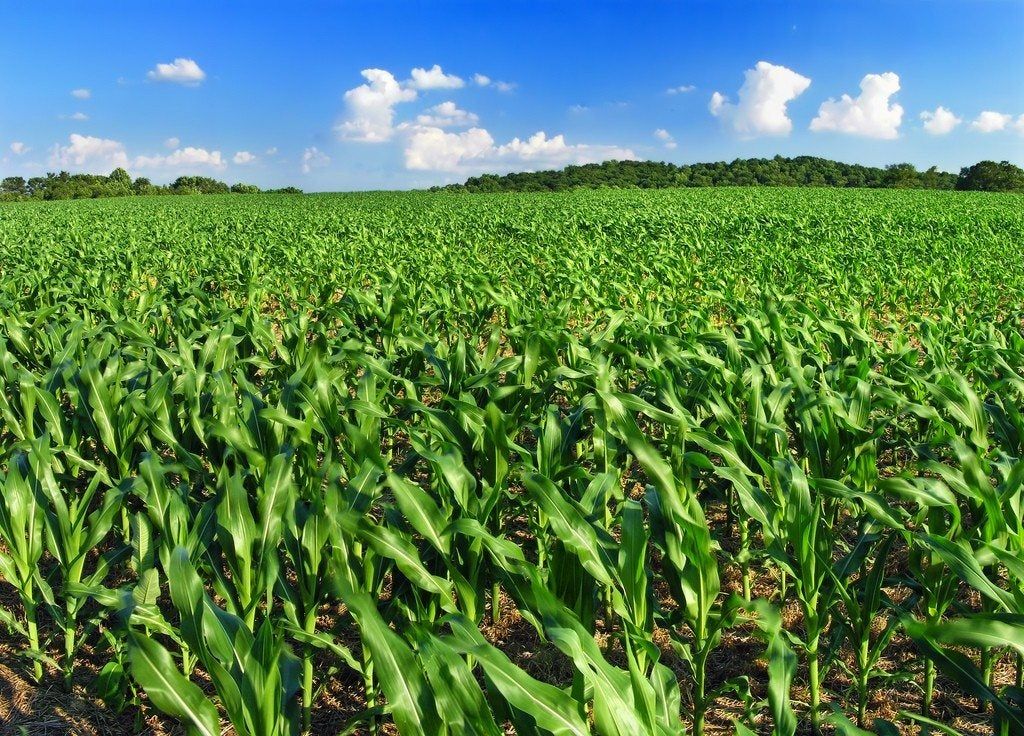 Crop Field And Blue Sky