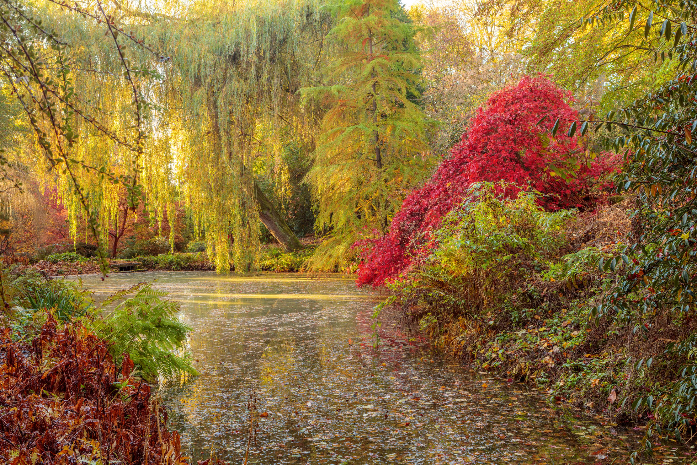 Weeping golden willow, Salix x sepulcralis var. chrysocoma (left), set off by the scar- let foliage of Acer palmatum ‘Nicholsonii’ and a swamp cypress, Taxodium distichum. Thenford Arboretum, photographed by Clive Nichols.