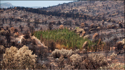 Mediterranean cypress trees stay green amid a charred forest. 