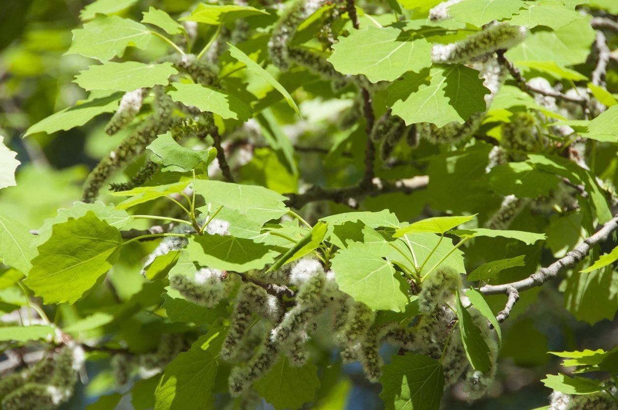 Aspen Seeds