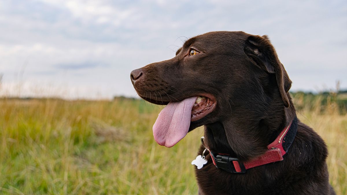 Chocolate Labrador with tongue hanging out