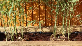 Bamboo plants in soil in a planter in a garden