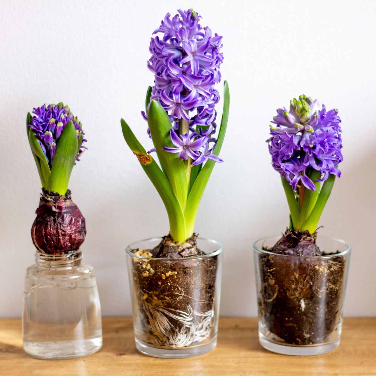 forced hyacinths in jars showing flowers