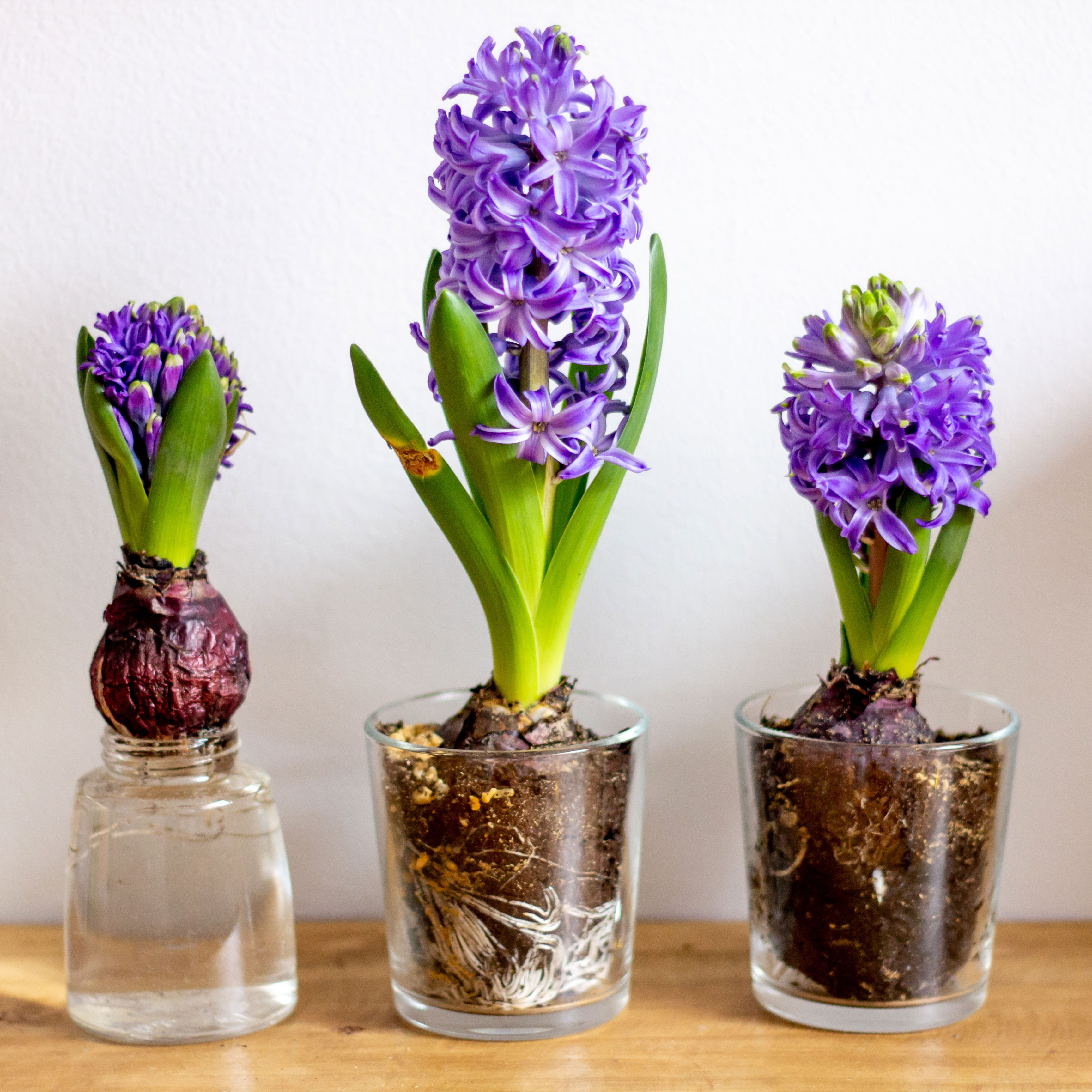 forced hyacinths in jars showing flowers