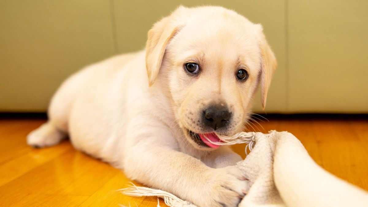 Labrador puppy chewing carpet