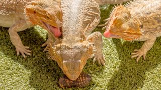 Three bearded dragons eating an insect on grass