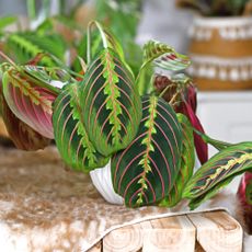 Tropical 'Maranta Leuconeura Fascinator' houseplant with leaves with exotic red stripe 
