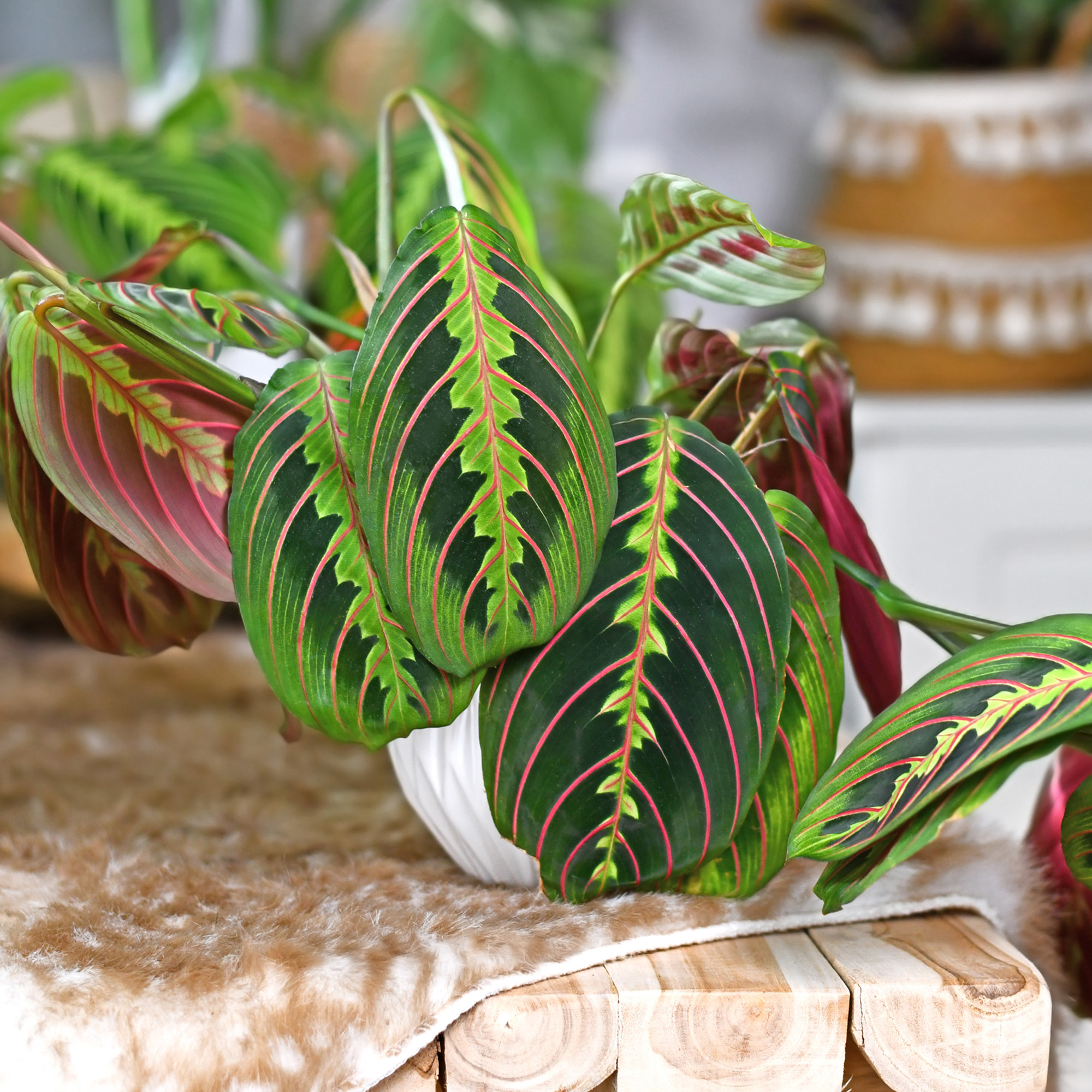 Tropical &#039;Maranta Leuconeura Fascinator&#039; houseplant with leaves with exotic red stripe 