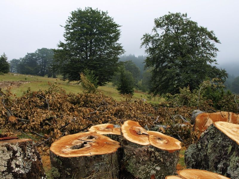 Clear-cut trees in a forest.