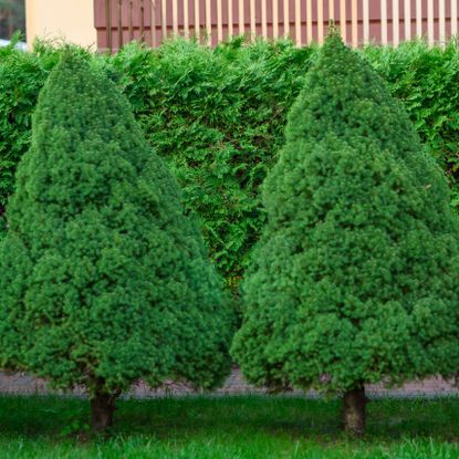 white spruce trees lining a garden border