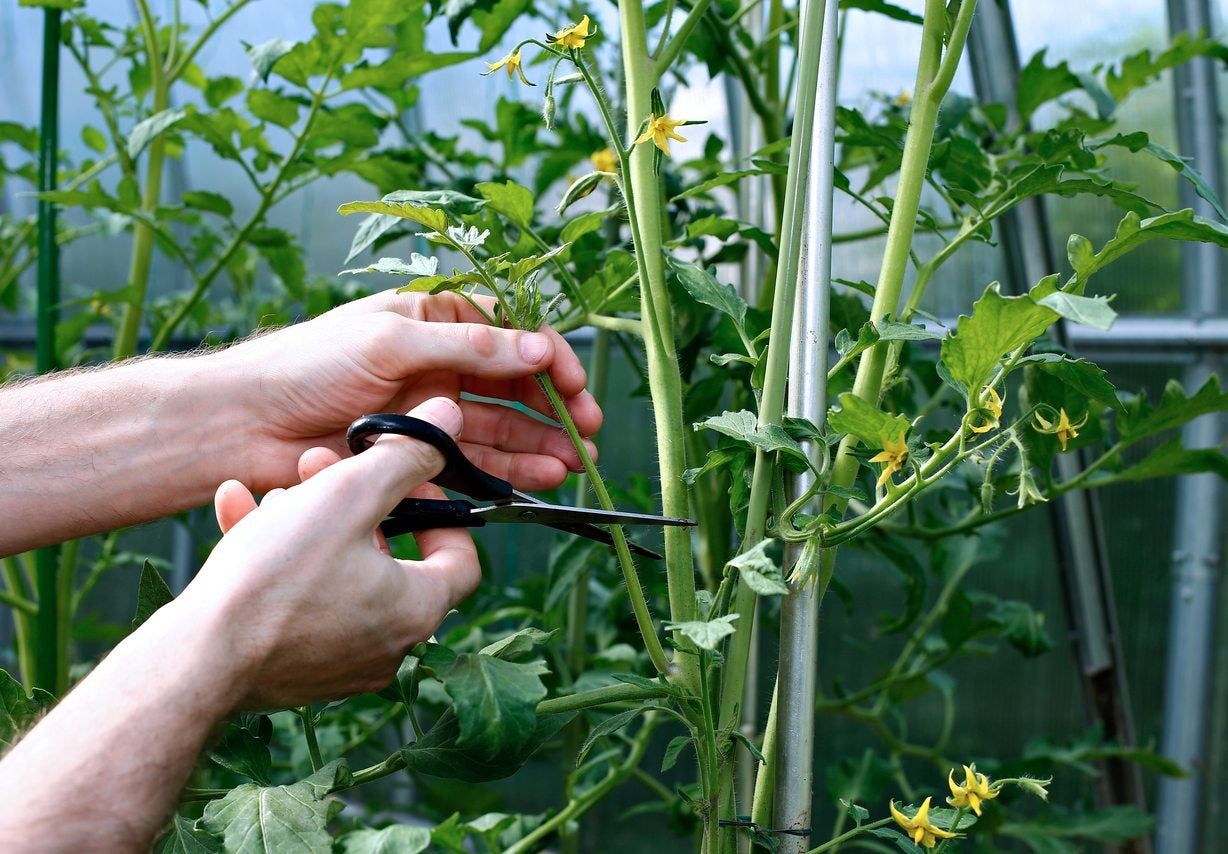 pruning tomato