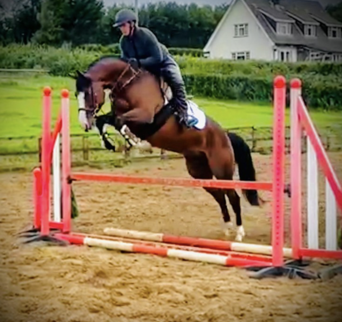 Bay horses for sale