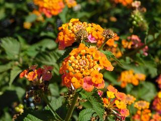 A close-up of yellow and orange lantanas