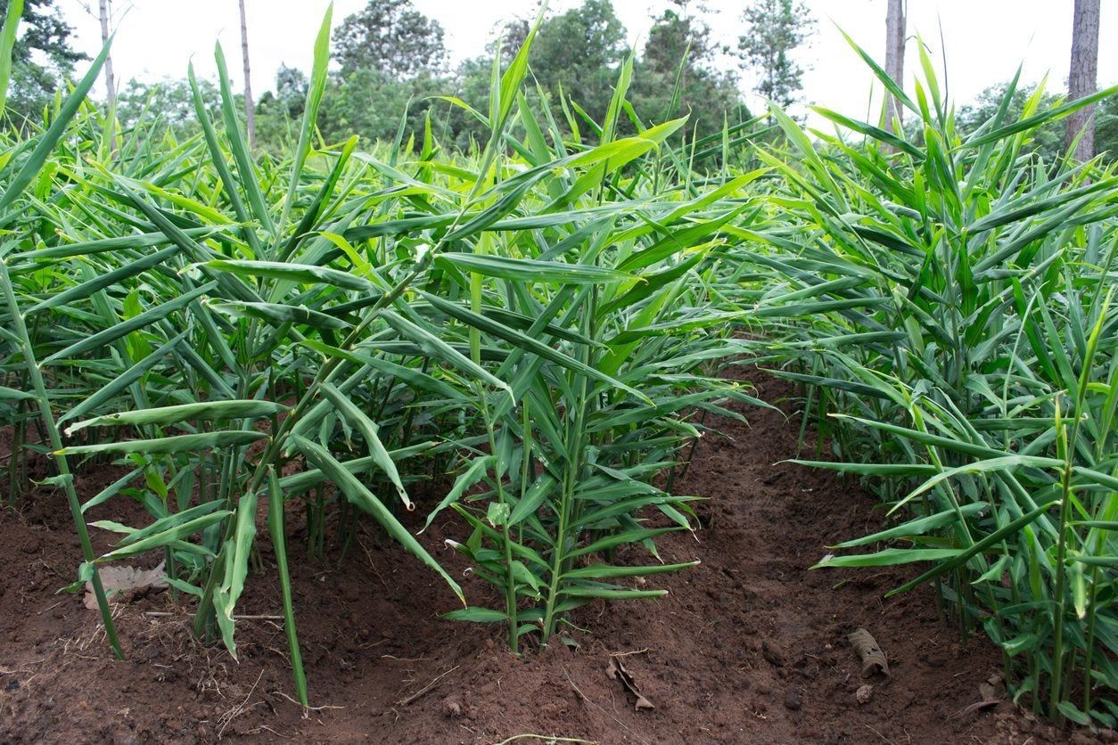 outdoor ginger