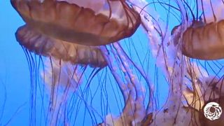 sea nettles