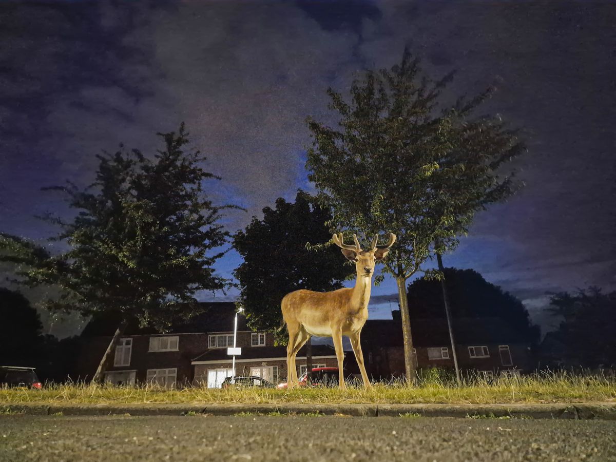 Samsung nocturnal animals
