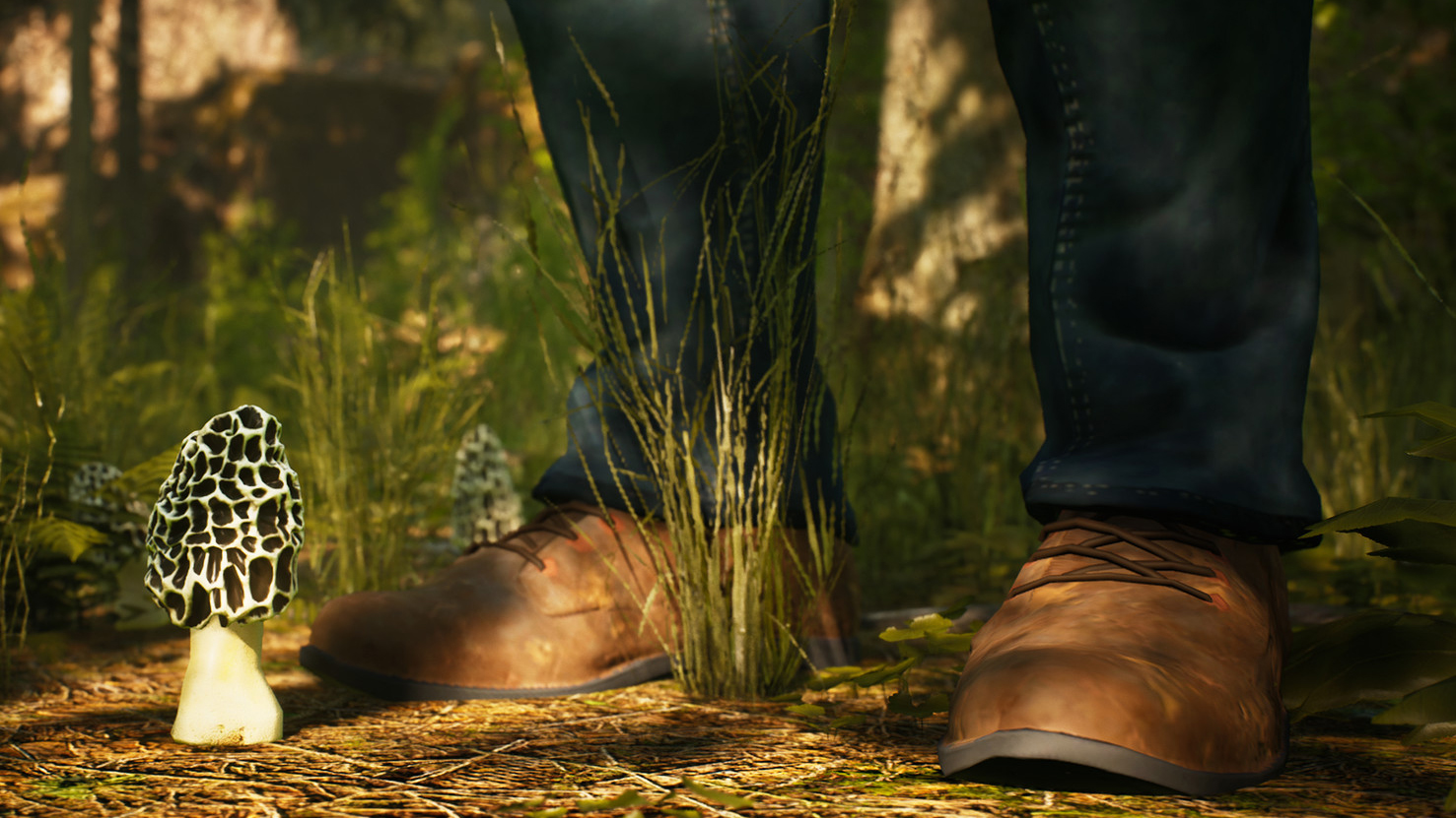 Morels: The Hunt