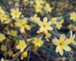 Yellow flowers of a winter jasmine