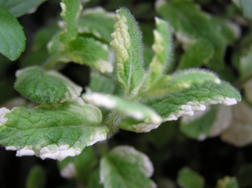 Pineapple Mint Plant