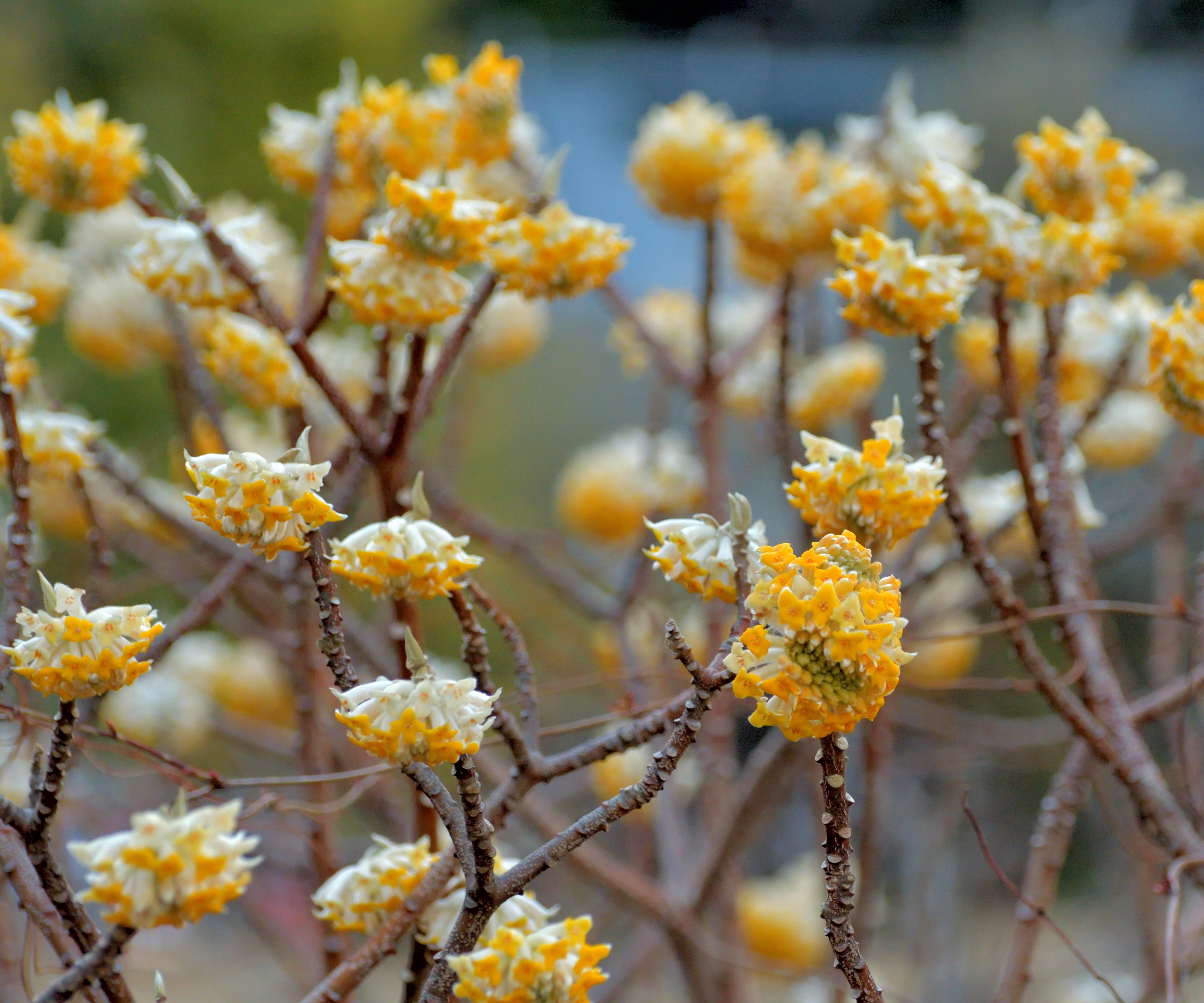 Edgeworthia, Oriental Paperbush