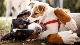 Puppy playfully biting Bernese Mountain Dog