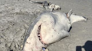 The carcass of a great white shark washed up on a sandy beach.