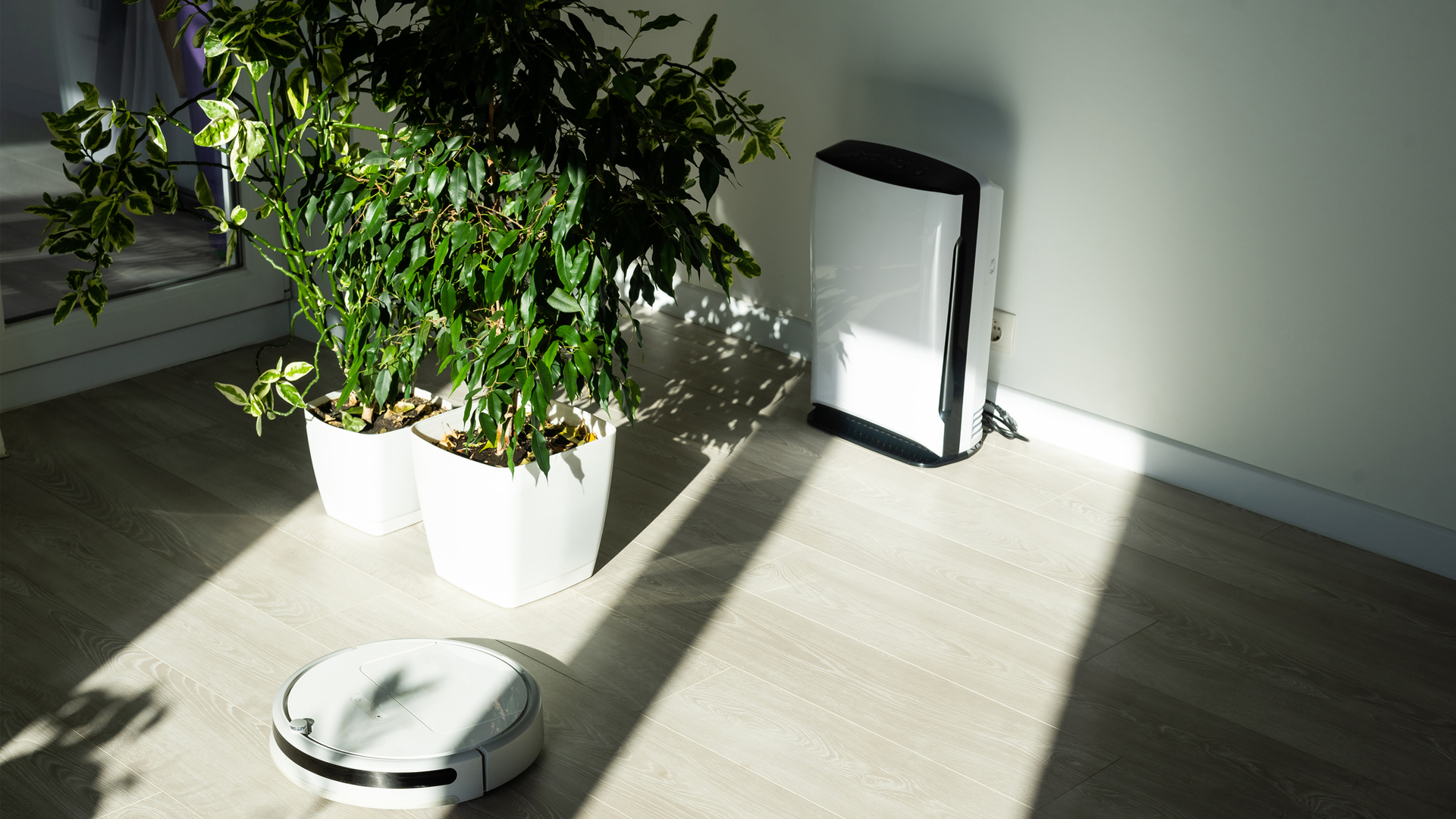 dehumidifier in an apartment plus some plants