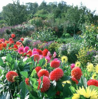 Best cutting garden flowers: fill your house with homegrown blooms