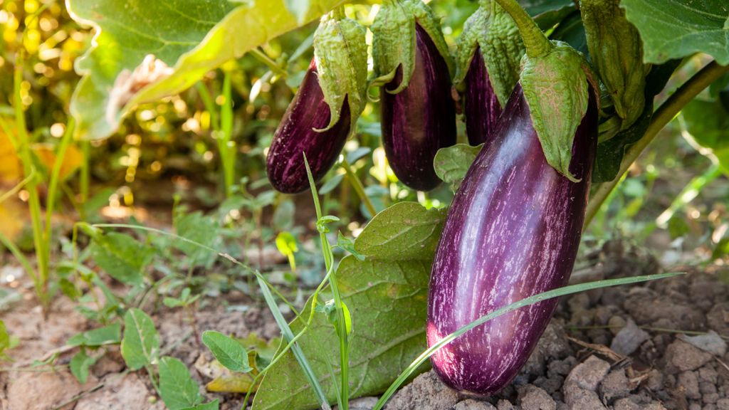 How to grow eggplant when and where to plant the tasty crop