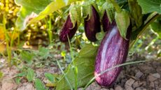 eggplant growing in a vegetable garden