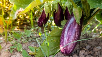 eggplant growing in a vegetable garden