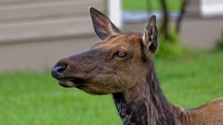 Close-up of cow elk shedding her winter coat