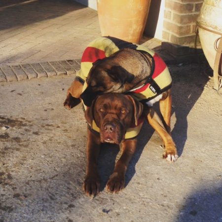 Even the dogs are chilled on the yard