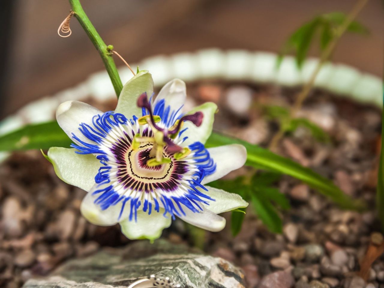 Indoor Potted Passion Flower Vine