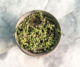 String of pearls in dry soil