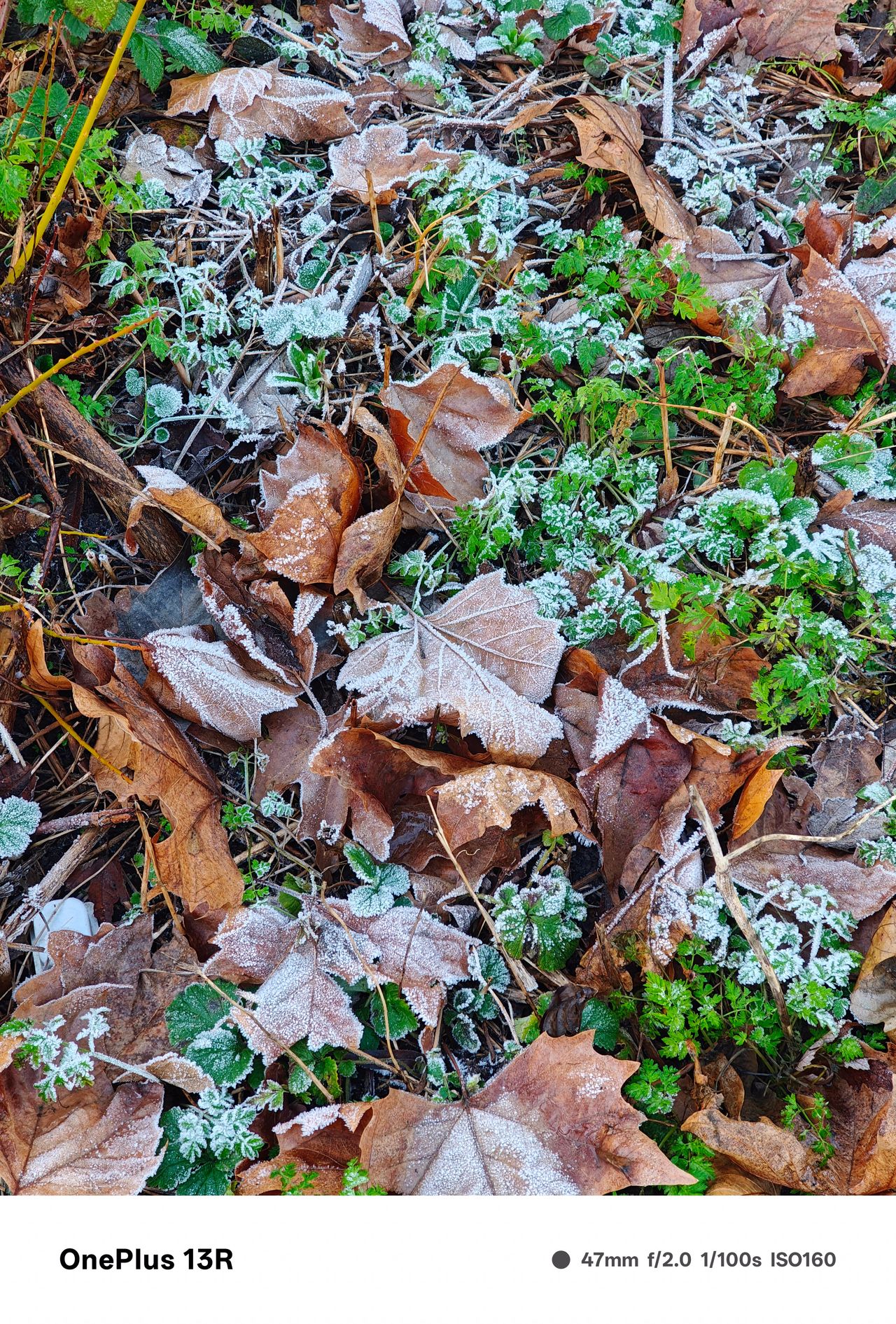 Mix of green and brown leaves on the ground covered in frost